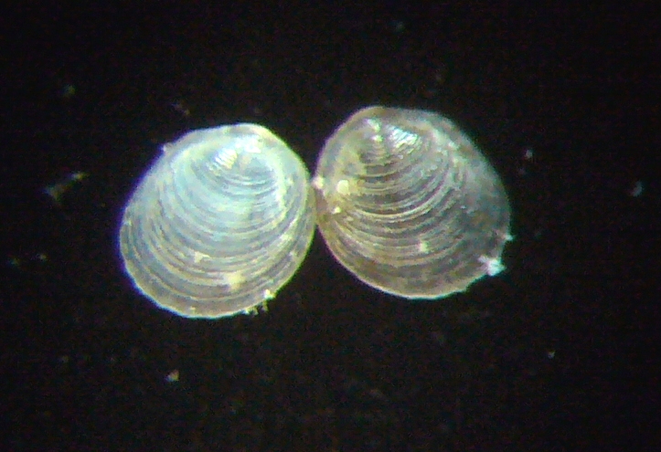 Notolimea clandestina